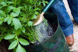 How To Grow Potatoes In Containers Rhs Campaign For School Gardening