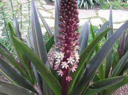 Image result for Eucomis zambesiaca