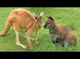 Zoology Wallaby Compared To Kangaroo Youtube Kangaroo Animals Wallaby