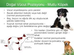 Kopeklerde Vucut Dili Doc Dr Hakan Ozturk Ppt Indir