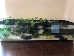 It's a way to express yourself in a creative way. Planted Aquarium Custom 33 Long I Planted For My Two Axolotls My First Planted Tank Advice Welcome Aquariums