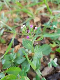 Image result for Vernonia cinerea