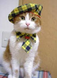 The Magic Of The Internet Pet Halloween Costumes Pet Costumes Kittens In Costumes