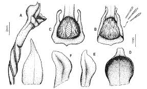 Image result for Manniella