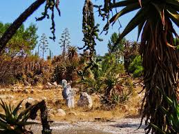 Learning the tricks of the trade prickly pear picking at arizona cactus ranch. The Lost Cactus Ranch Adelaide