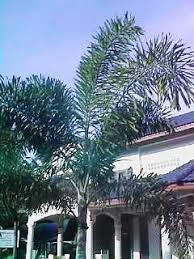 Anak pokok limau purut for sale. Ooi S Flora Malaysiana Ver 1 0 0am Palma P 2000