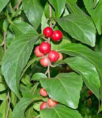 Image result for Flacourtia