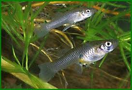 7 Jenis Ikan Pemakan Jentik Nyamuk Daftarhewan Com Di 2020 Ikan Nyamuk Kolam Ikan