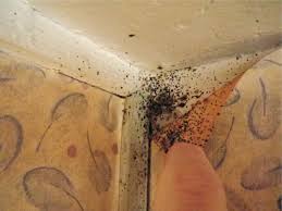 Bed bugs in your home or business? Adult Bed Bugs And Excreta In A Flat Download Scientific Diagram