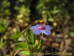 Image result for Anagallis barbata