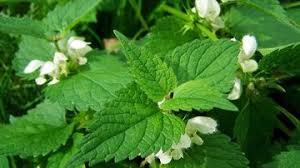 4 ce beneficii au urzicile? 29 Beneficii Ale Ceaiului De Urzica Despre Care Probabil Nu Stiai Viataverdeviu Ro