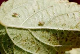 This problem is mostly aesthetic and can be ignored. How To Fight Lace Bugs Gardening Channel