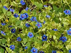Image result for Lysimachia arvensis