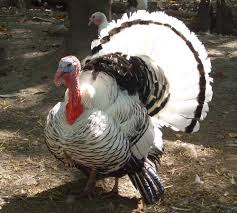 heritage turkey breeds which one is right for you