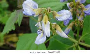 Image result for Pseudovigna