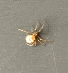 However, poisonous spiders can also be brown, black with white spots, or black with a red body. Getify ×'×˜×•×•×™×˜×¨ Anybody Recognize This Spider From Texas It Was About A Half Inch Wide Brown With This White Pattern On Its Back Https T Co 7d4sxafcni