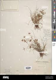 Image result for Cyperus amabilis