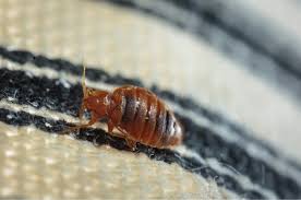 Image result for Cimex Lectularius L