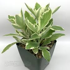 Image result for Chironia laxiflora