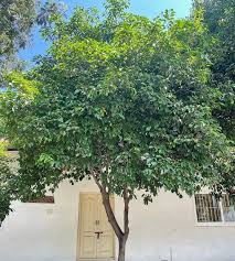 Image result for Mimusops elengi