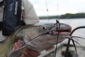 Check spelling or type a new query. Channel Catfish Spawn Brings Hot Fishing For Bank Anglers Kentucky Department Of Fish Wildlife