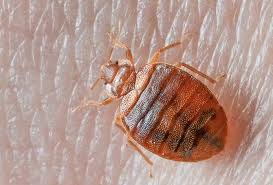 Others might be mottled, with spots of brown and black on a lighter background. Bed Bug Identification Guide Biology Size Color Anatomy