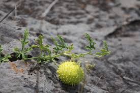 Image result for Cucumis zeyheri