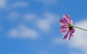 We did not find results for: Pink Flower Wallpapers Big Screen High Definition Wallpapers Desktop Background