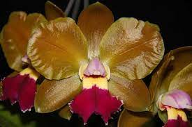 Brassolaeliocattleya Chinese Bronze Marco Polo Orchid Flower Flowers Orchids