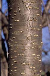 Check spelling or type a new query. Syringa Reticulata Japanese Tree Lilac Landscape Ontario