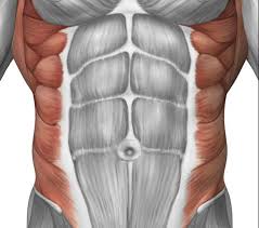 Within this group of back muscles you will find the latissimus dorsi, the these muscles collectively work to help movements of the vertebral column and to also control posture. The Best At Home Back Workouts For Health And Muscle Growth