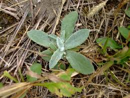 Image result for Gnaphalium unionis