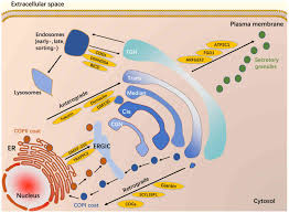 The Role Of The Golgi Apparatus In Disease Review