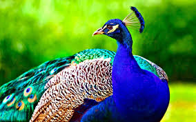 You're free like a bird to use whichever bird wallpaper you want at unsplash. 13 Beautiful Hd And 4k Wallpapers Of Exotic Birds That You Should Download