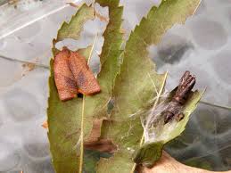 Image result for Cremaspora triflora