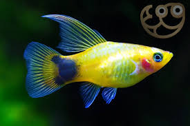 Types Of Platy Fish - 15 To Try (With Pictures!) - Aquariumstoredepot