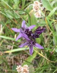 Image result for Swertia erosula