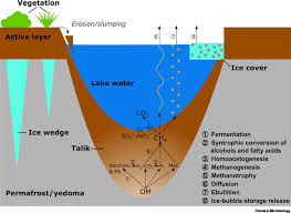 John37115 20.768 views12 years ago. Roles Of Thermokarst Lakes In A Warming World Trends In Microbiology