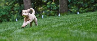 We love pets zanesville ohio. Customer Testimonials You Ll Love Us Too Dogwatch Of Southeast Ohio