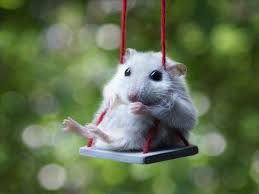 Hier Is Schommelmuis Dieren Grappige Dieren Schattige Dieren