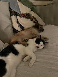 MISSING CAT** Missing from framlingham crescent , he is not an outside cat  , has got out and been missing since last night , he's friendly but timid  he has an