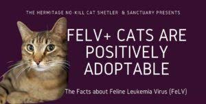 Apr 19, 2021 · our members & kennel professionals are encouraged to make the best choices for the continued care of their greyhounds after racing. Hermitage No Kill Cat Shelter Protection Adoption Sanctuary