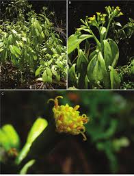 Image result for Senecio hadiensis
