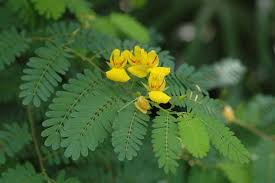 Image result for Chamaecrista zambesica