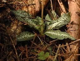 Image result for Goodyera