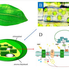Plants are unique among the eukaryotes, organisms whose cells have like the fungi, another kingdom of eukaryotes, plant cells have retained the protective cell wall structure of consequently, they also possess roots, stems, and leaves, representing a higher form of organization. A A Typical Plant Leaf B Chloroplasts Inside The Plant Cells The Download Scientific Diagram