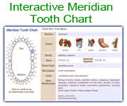 Meridian Tooth Chart Toothbody