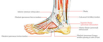 The knee consists of four bones that form three joints. Superior Peroneal Retinaculum Earth S Lab