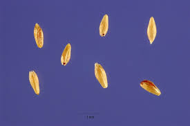 Image result for Polypogon