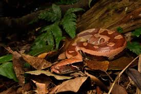 Image result for Pygmaeothamnus